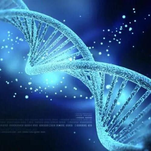 DNA🧬鉴定师
