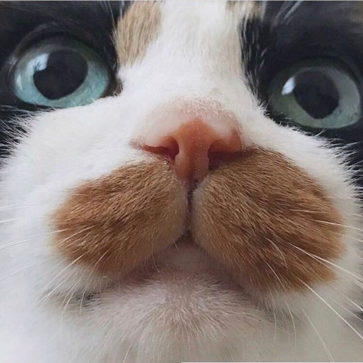 焼肉食べたい🥩