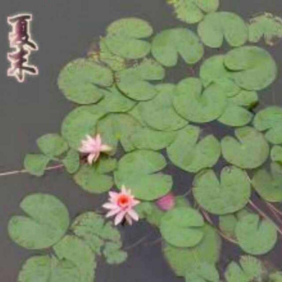 风