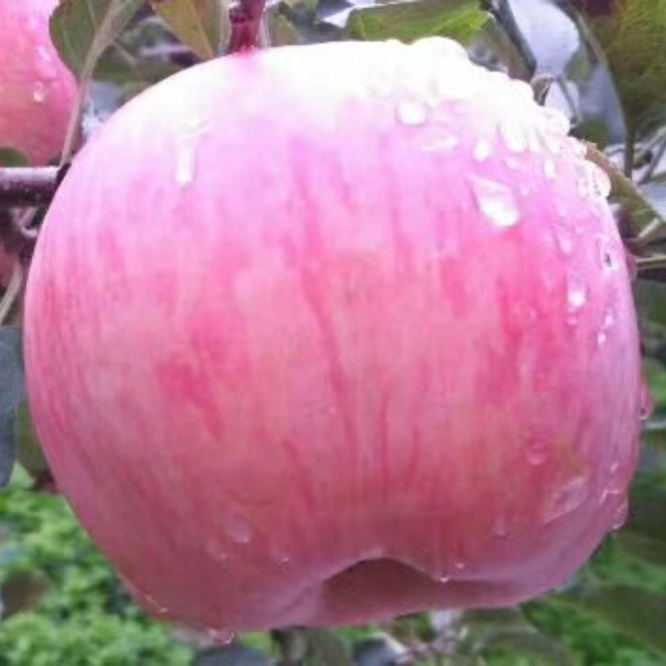 烟台大樱桃-盛泉果品