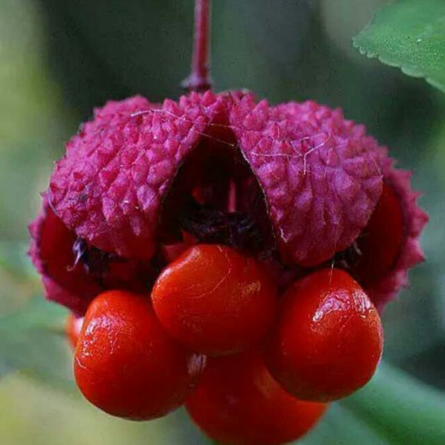 开心姥爷(.刘峻生)