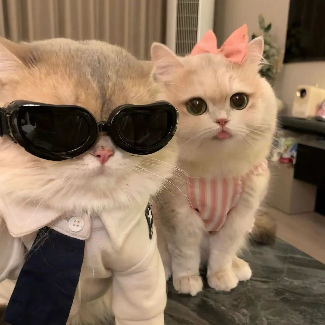 小熊猫👾