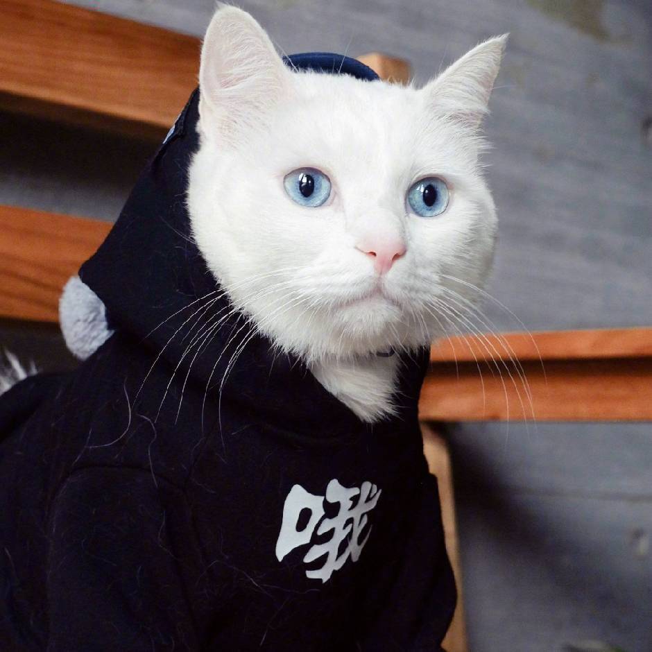 猫小白