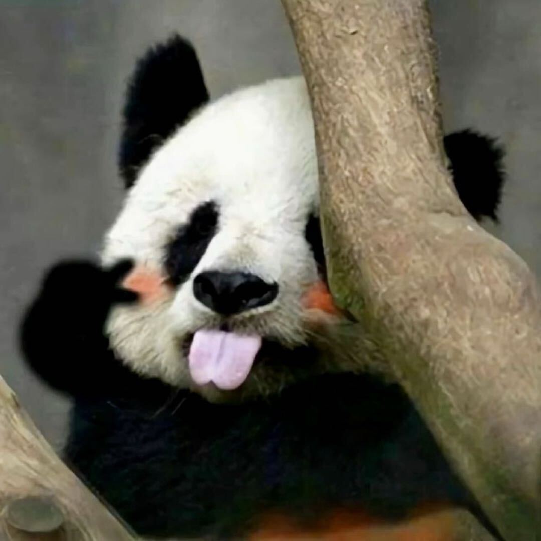 小熊猫