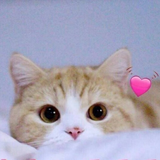 愚鱼愉