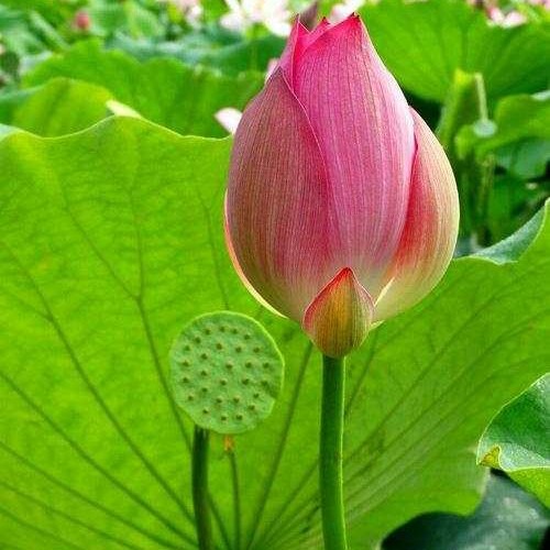 用戶頭像