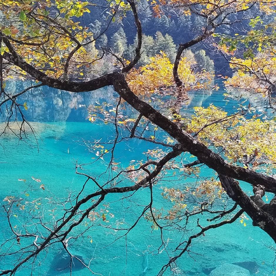 杨玲