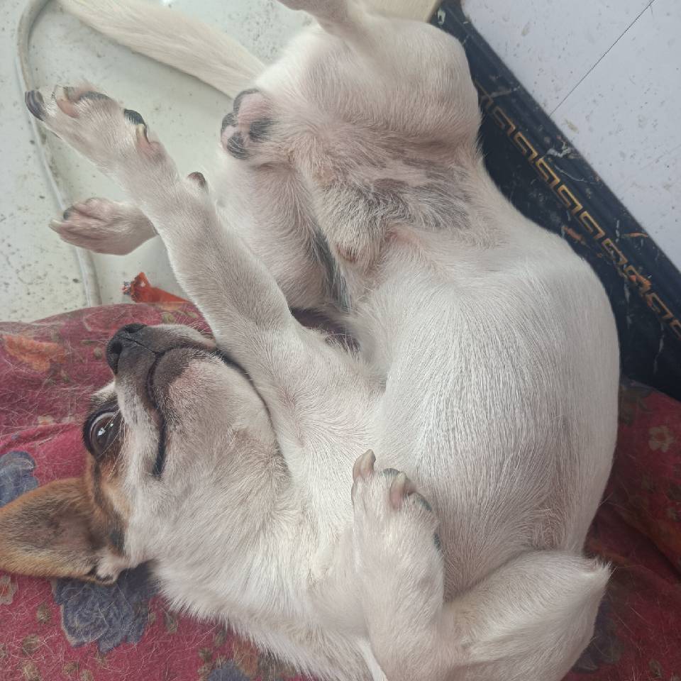 丁荣辉