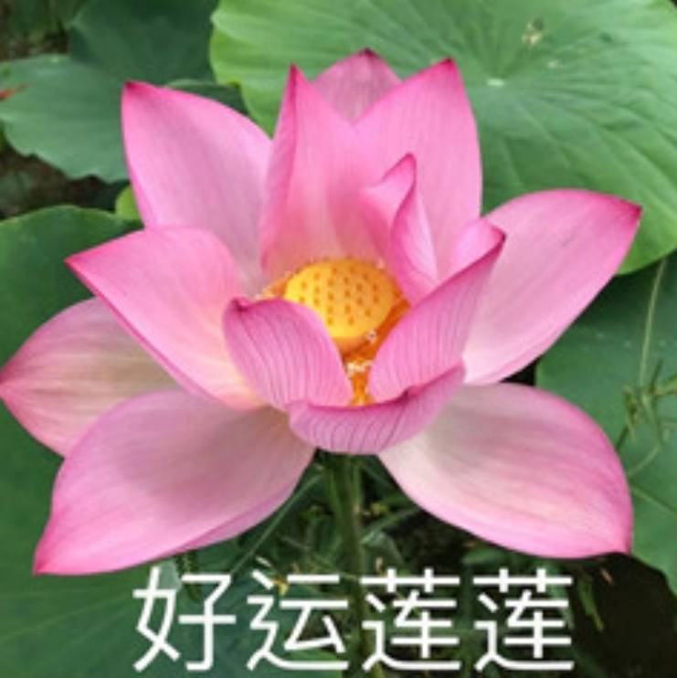 健促会秘书处陈基