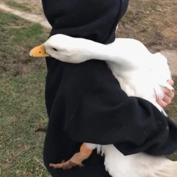 🐳ZEAL·小别针🍓