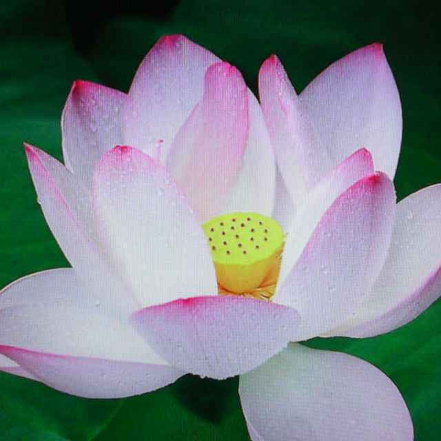 文