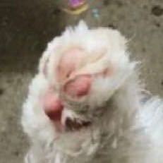 齐齐今天要开心