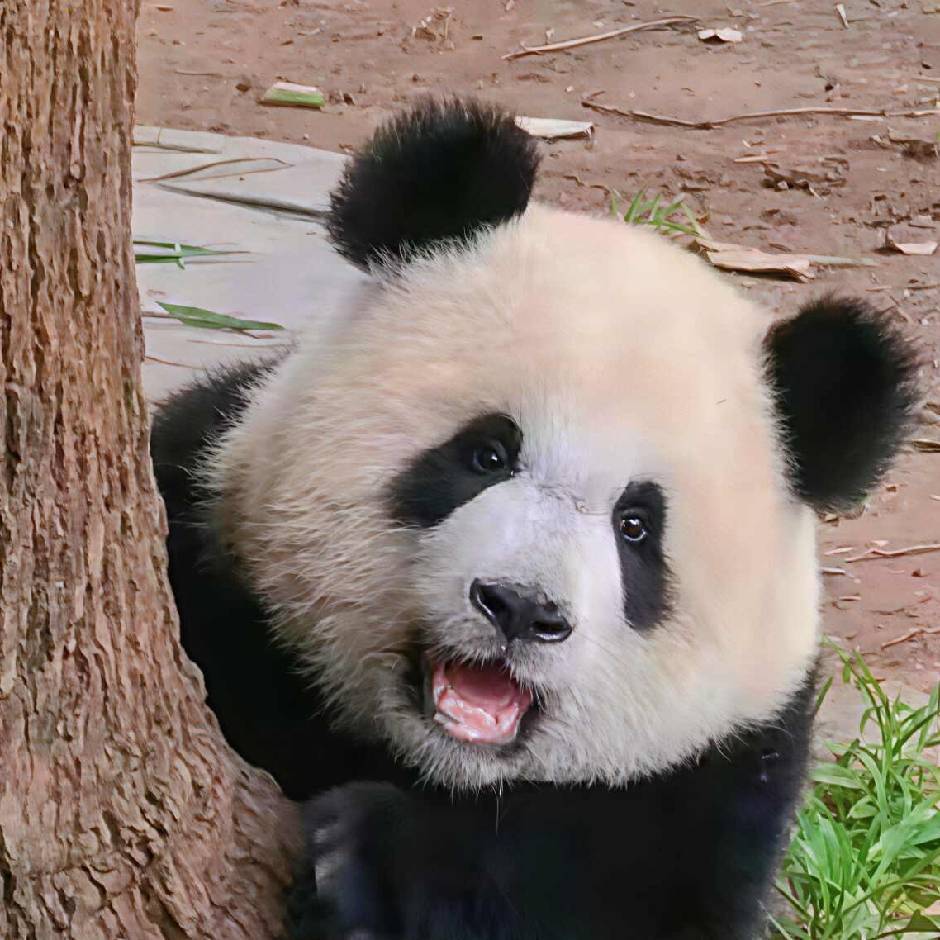 🐼