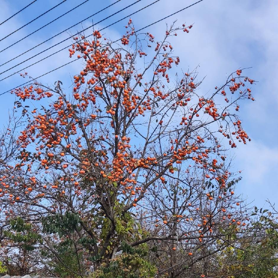 冯冯