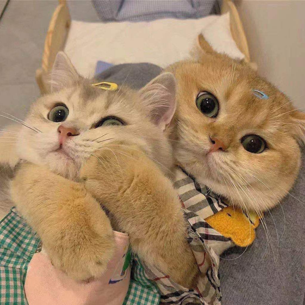 我揍是个弟弟@_@