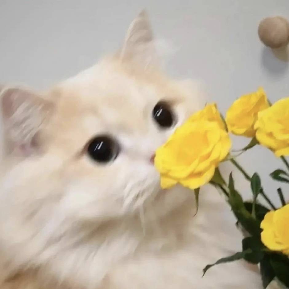 鸭绒
