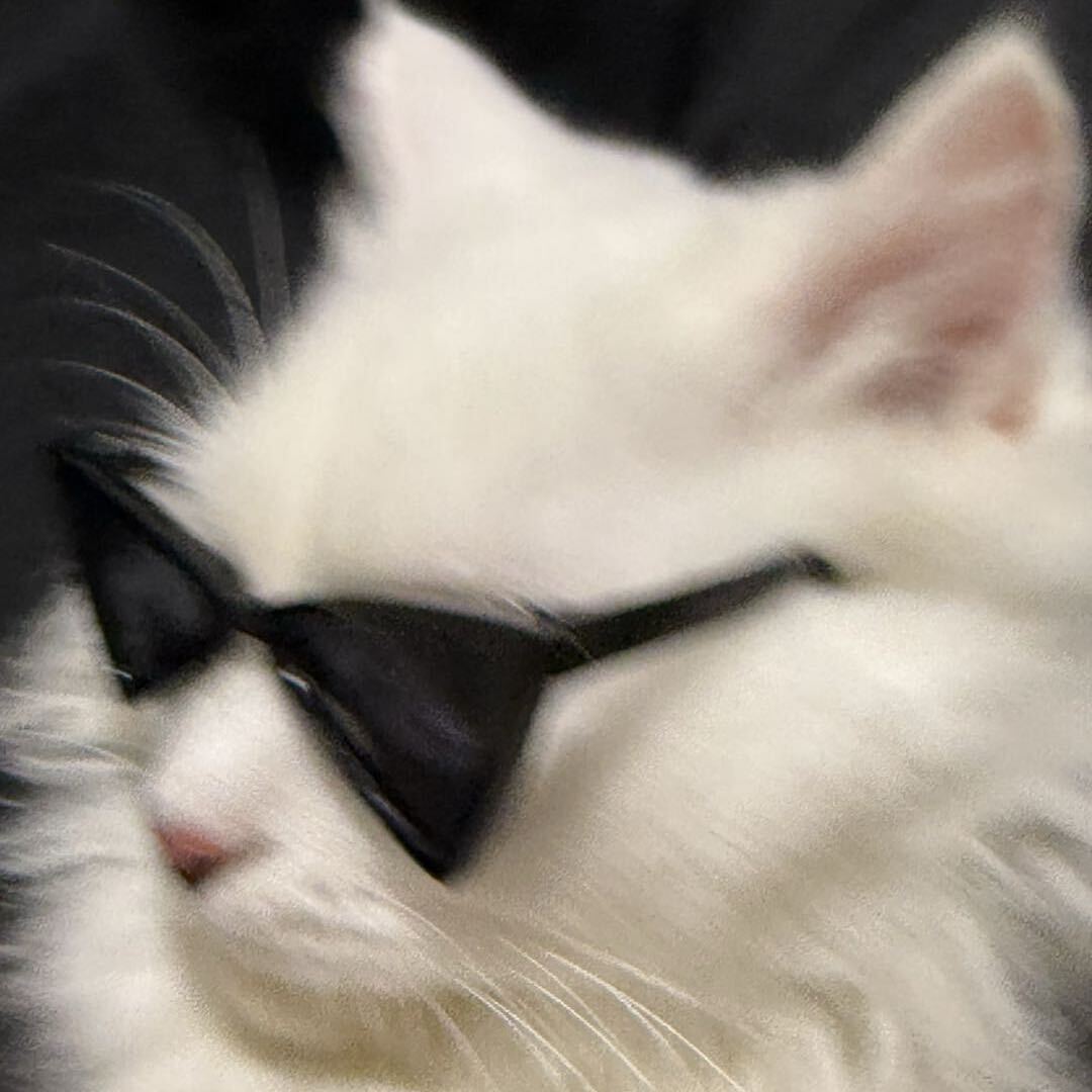偷吃咖啡豆的猫