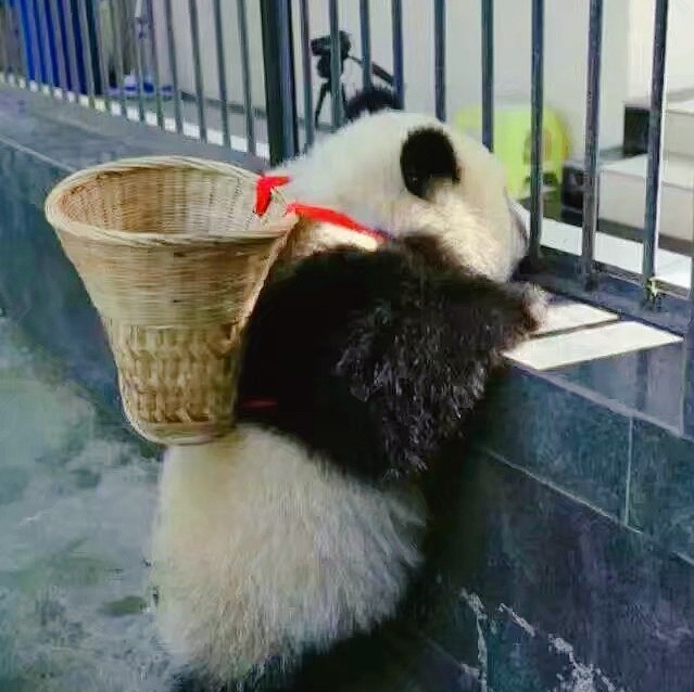 南城公子