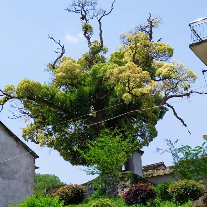 用戶頭像