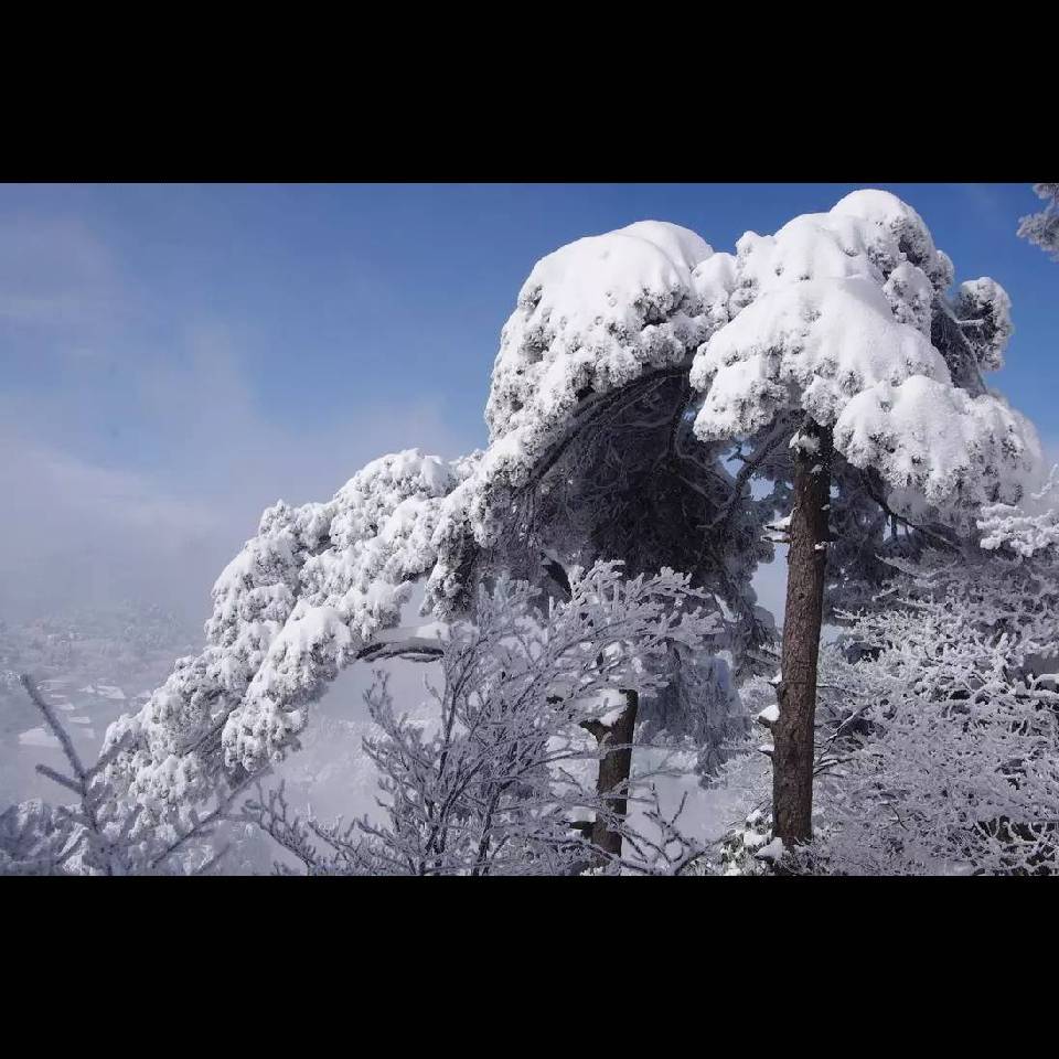 大雪压青松