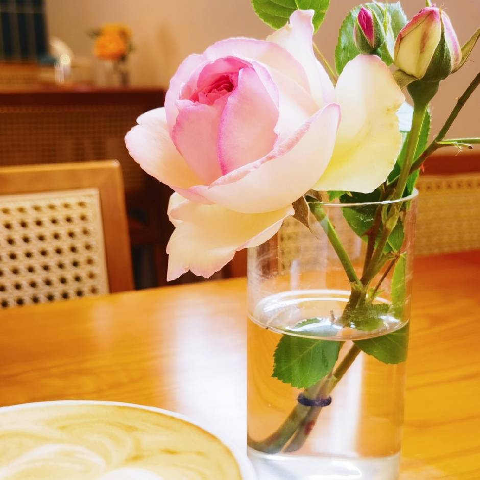菲羽