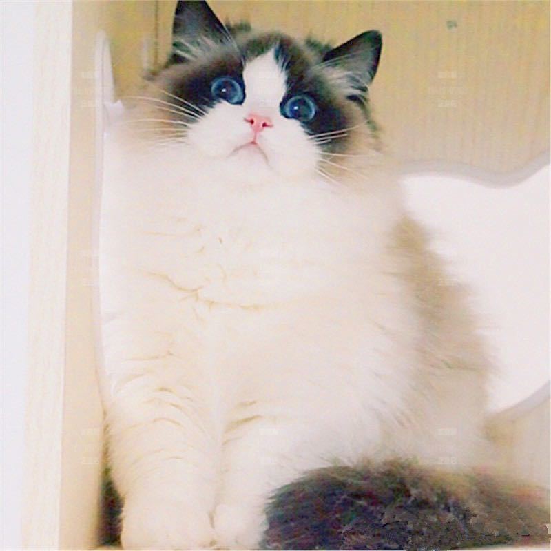 林铮远