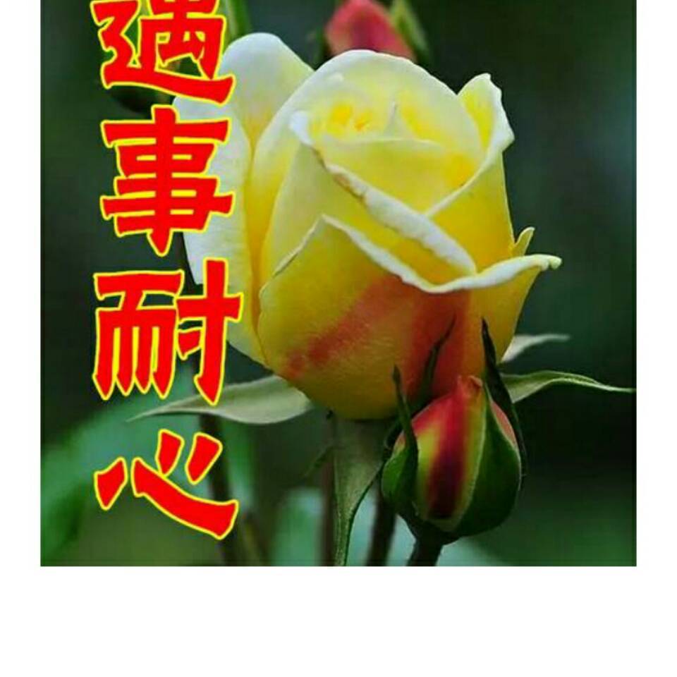 邱如英
