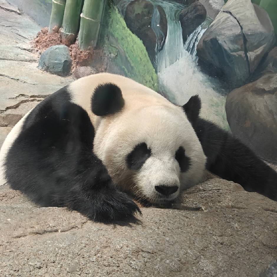 上吧，皮卡丘！🌎