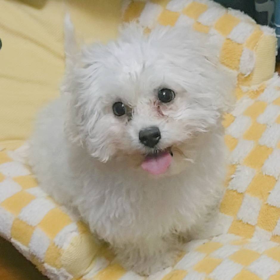 为什么不ban猛犸