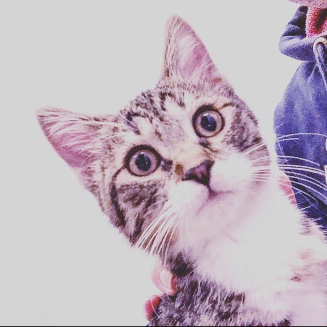 ʙʟᴀᴄᴋ ᴄʟᴏᴛᴇᴇ ᓚᘏᙧ