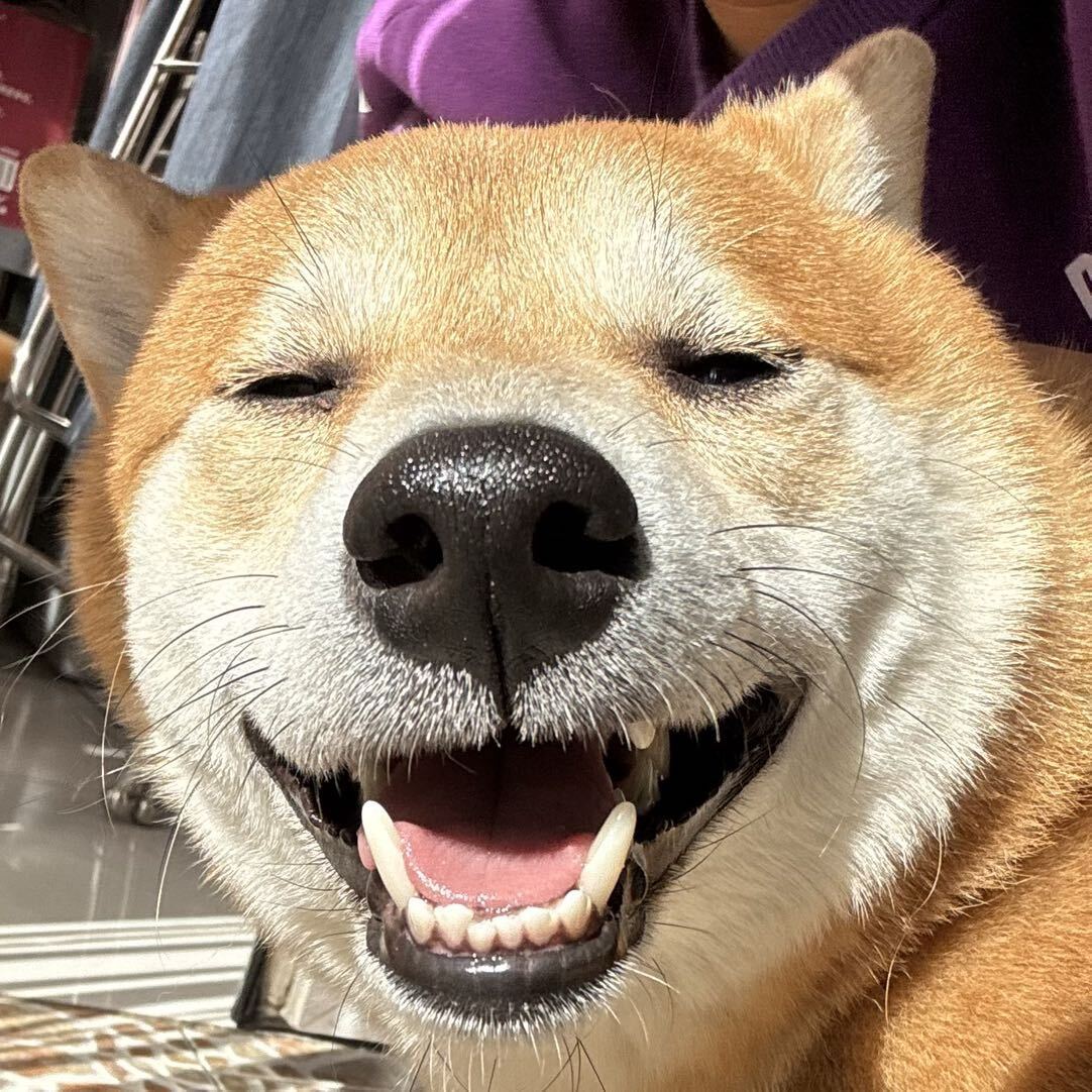 ʟᴇsᴛᴇʀ.ᴡ