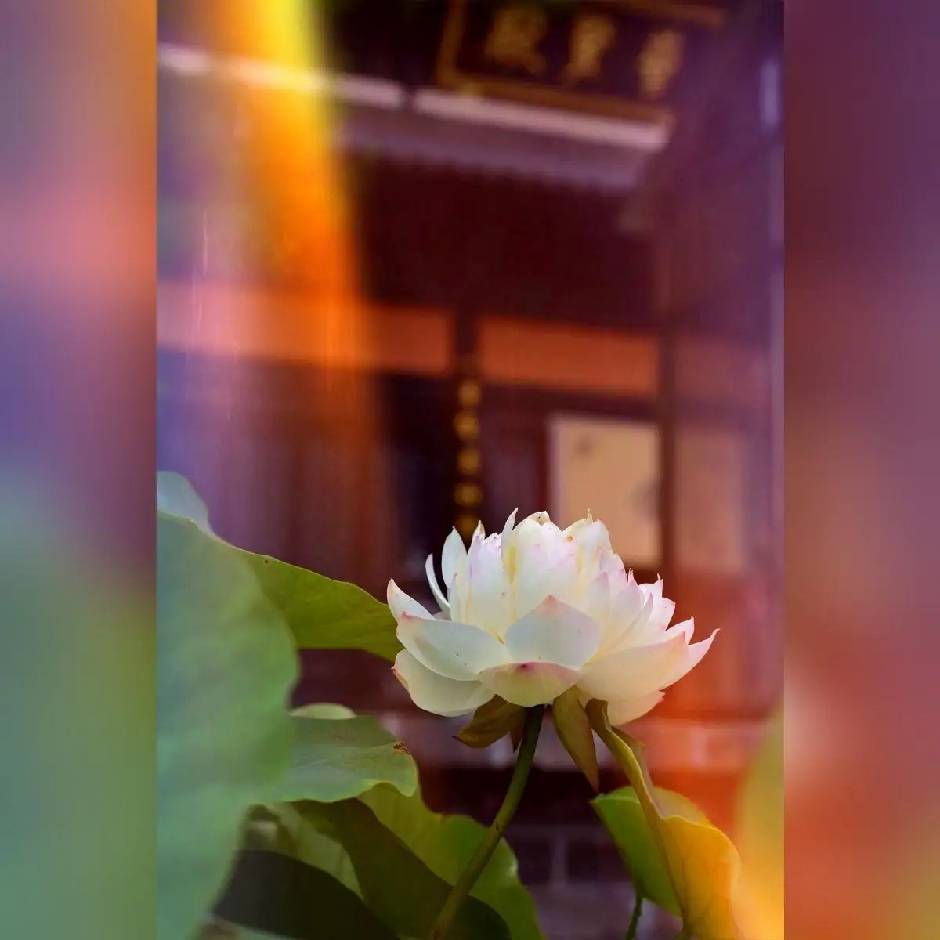 生活充满阳光