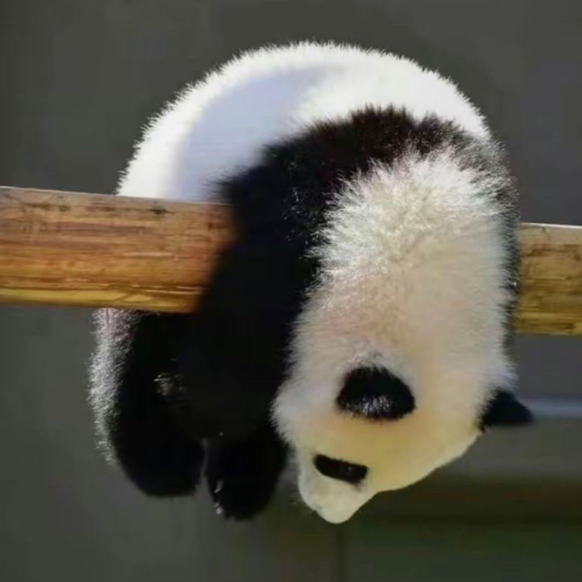 天然呆🐼