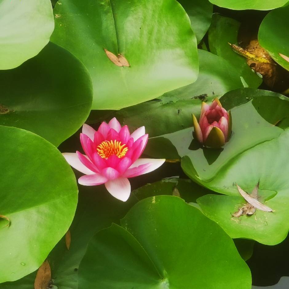 梅花