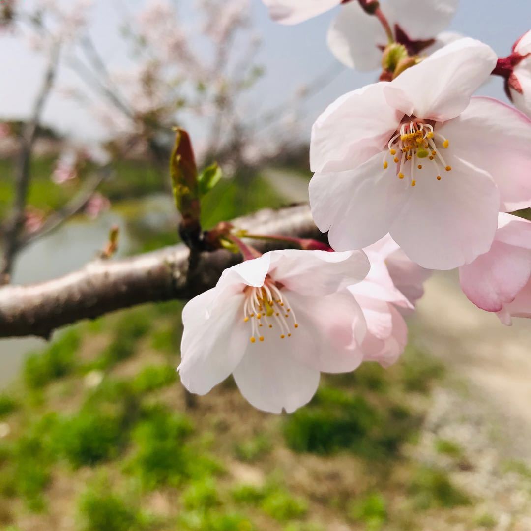 欧洲新燃点