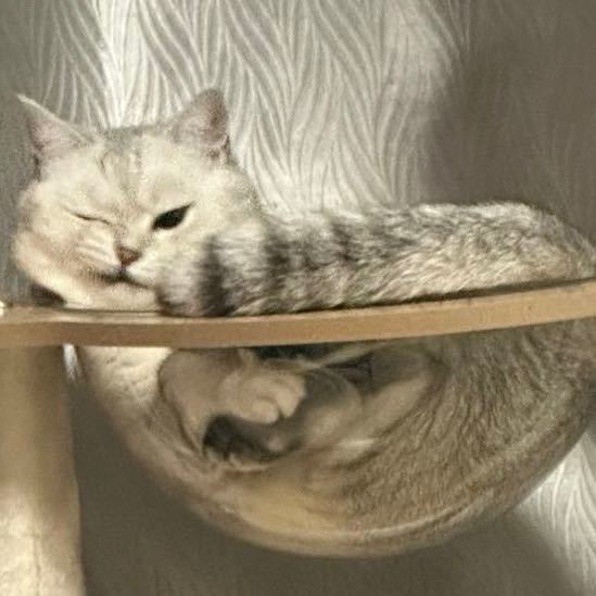 大屁墩儿🐱