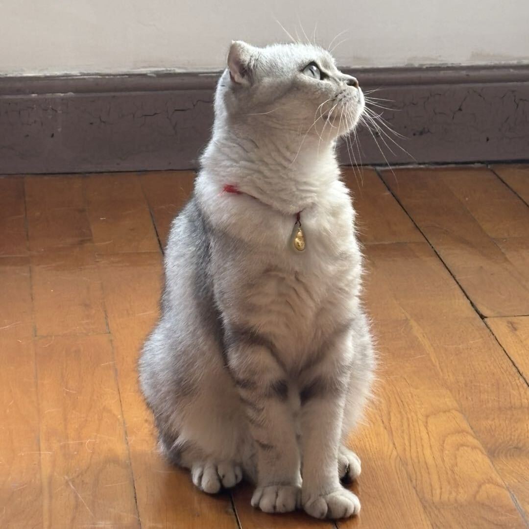 MMQ.