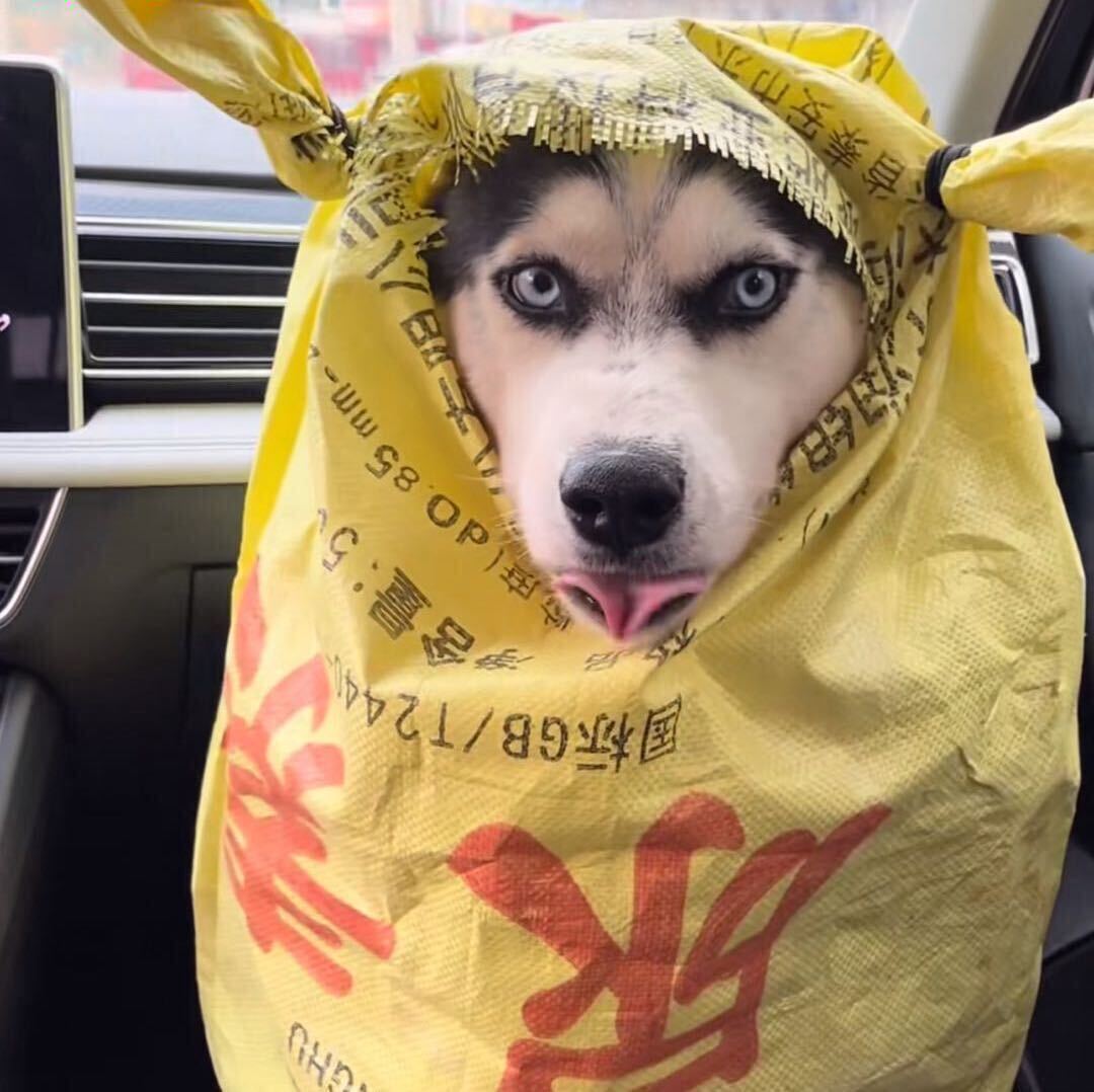 胃里养了只霸王龙