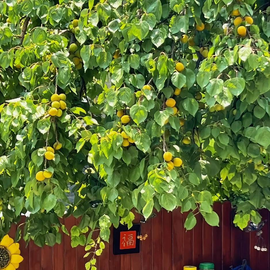 致未来(程序员)