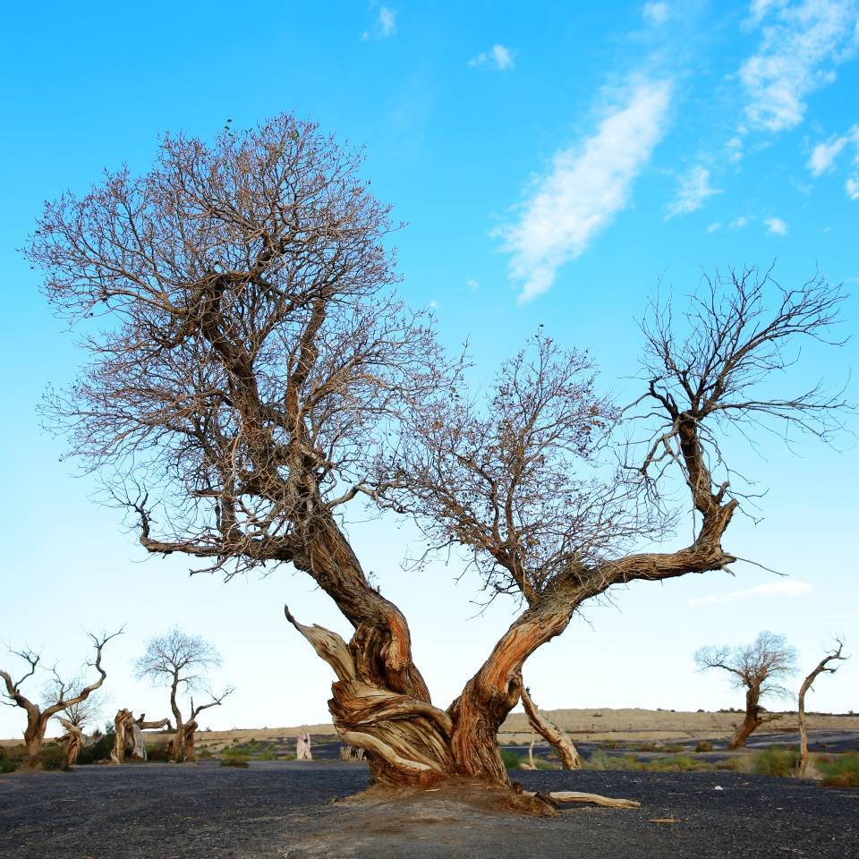 张[网站.软件.小程序.推广]