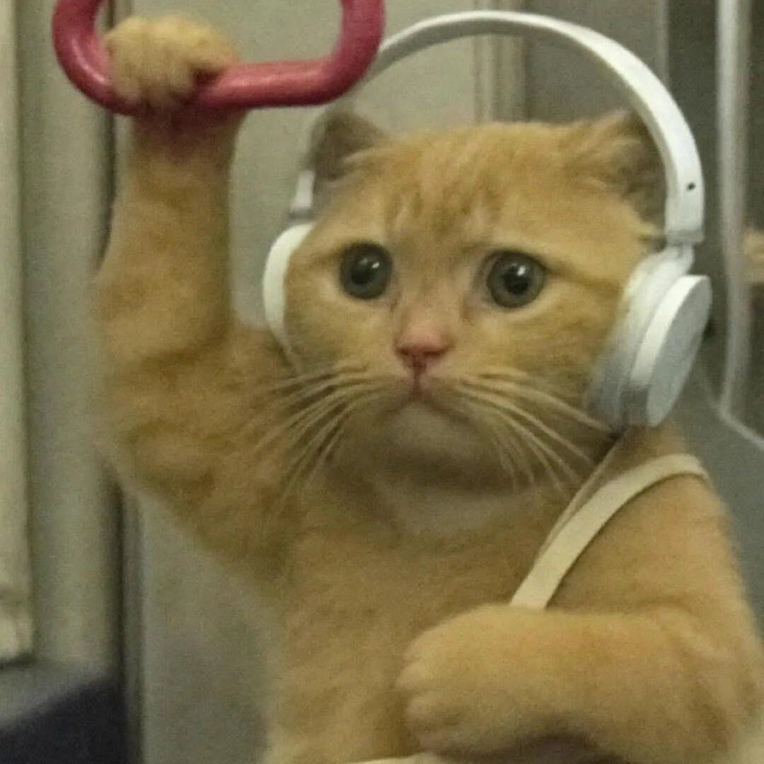 爱看小说的猫          　 ༽