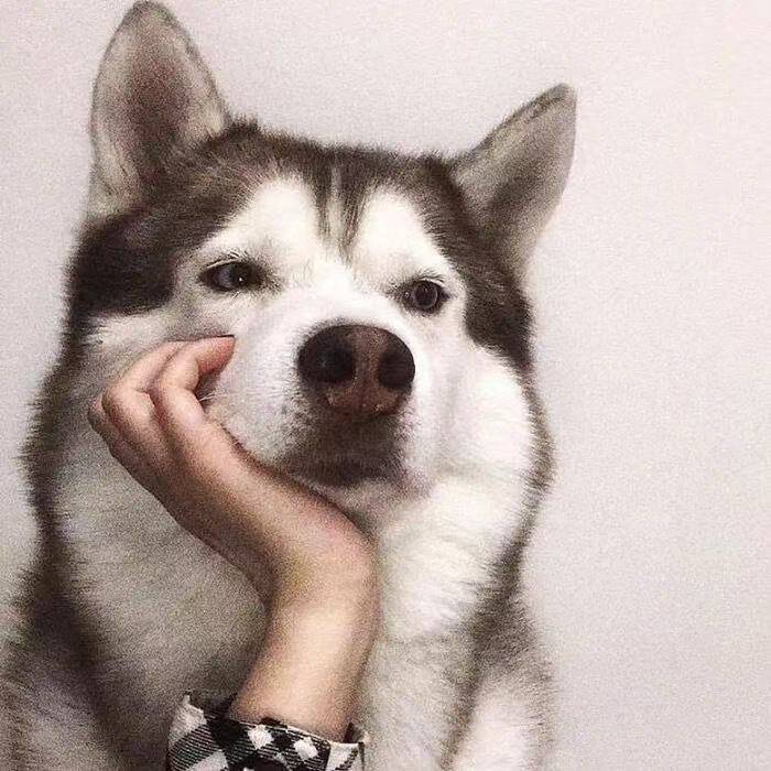 懒夯