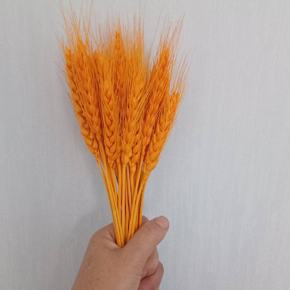 麦穗