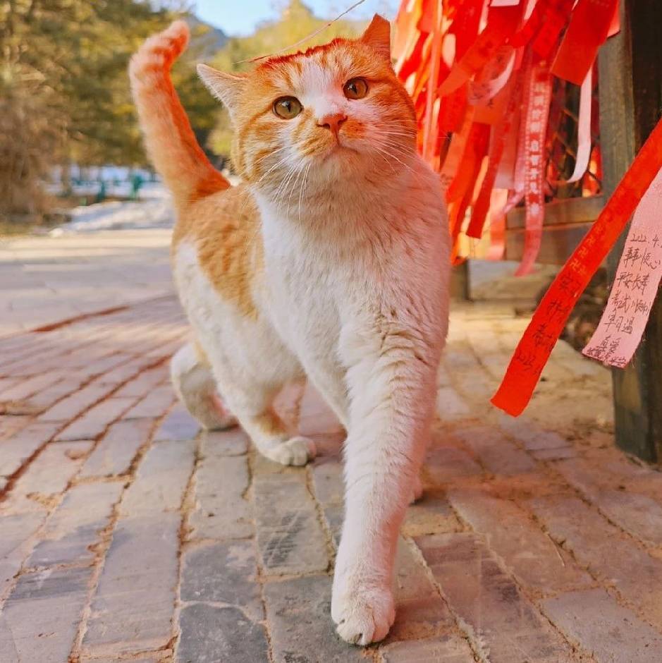 铂宸