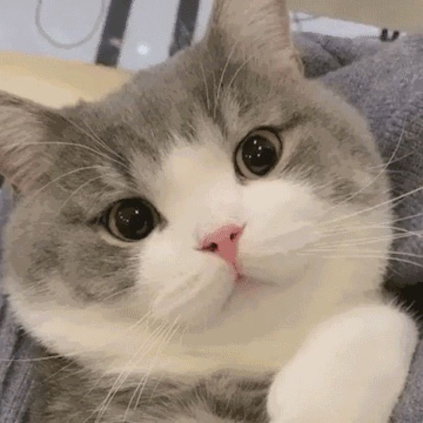 枫