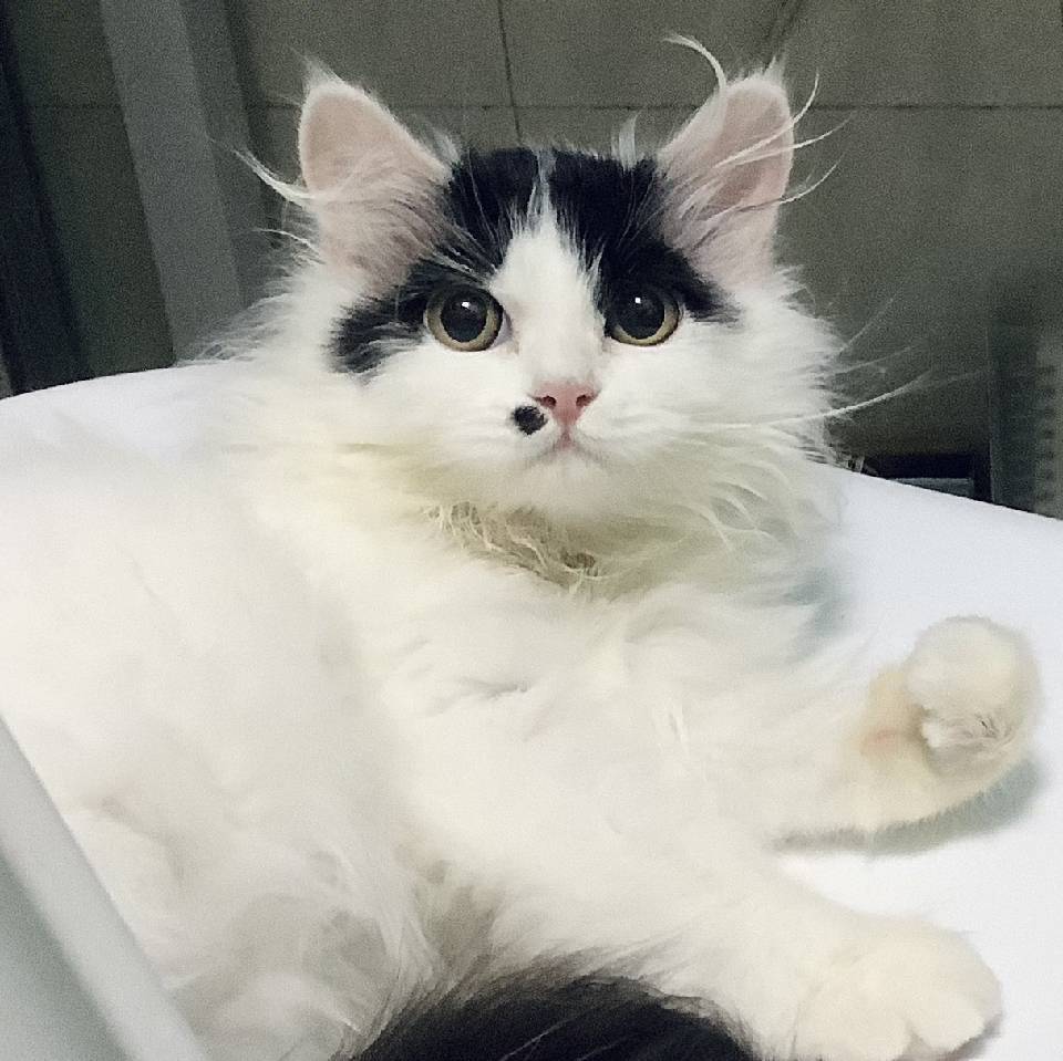 陈子剑
