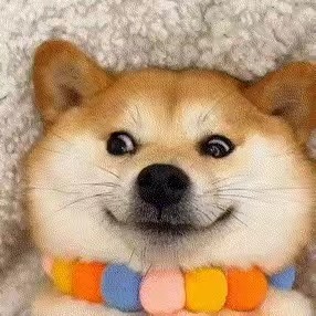 小狗日记