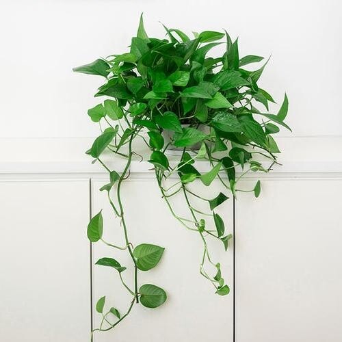 欣欣