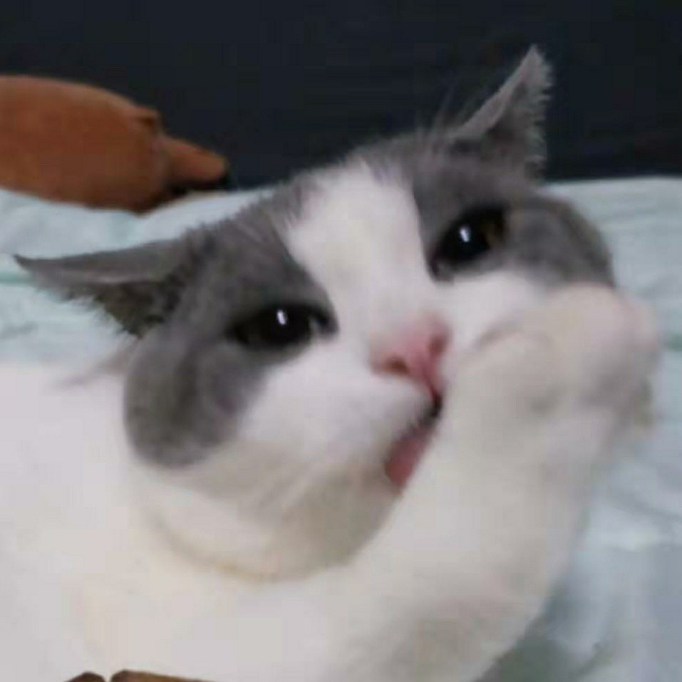 肥肥猫