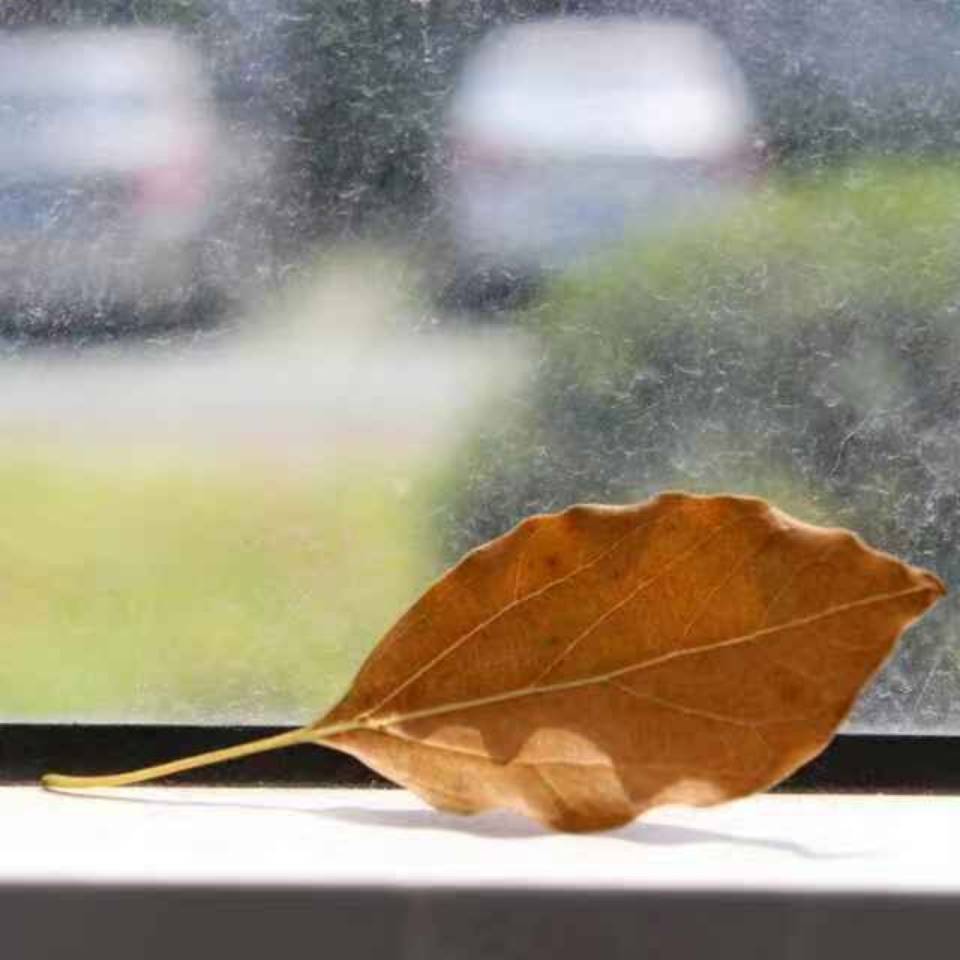 Fallen Leaves